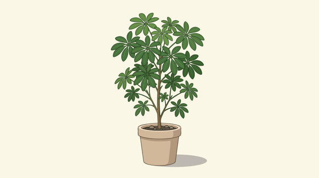 Schefflera plant in a ceramic pot isolated on a light background