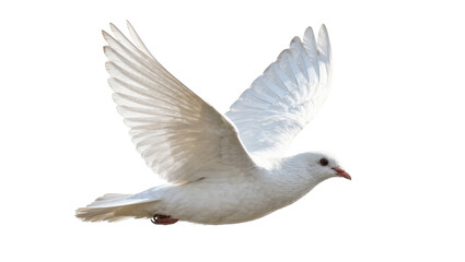 Obraz premium White dove with wings spread in flight, isolated on transparent background