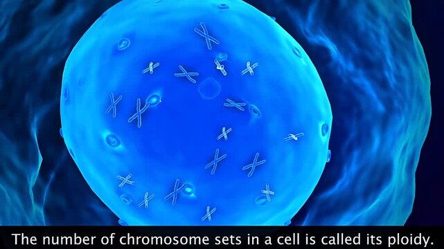 Scientific illustration of chromosome ploidy showing haploid, diploid, and polyploid chromosome sets.