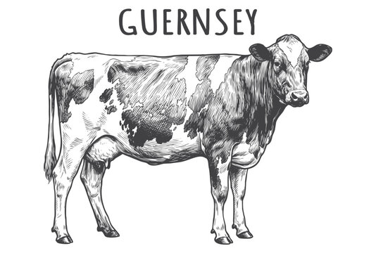 Vintage Engraved Guernsey Dairy Cow. Classical Hand Drawn Livestock Illustration for Milk Farm Branding, Artisanal Cheese Labels, and Country Decor.