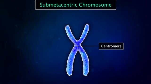 Scientific illustration of a submetacentric chromosome with an off-center centromere and unequal arms.