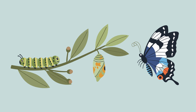 Lifecycle of a butterfly showing a green caterpillar, a cocoon hanging on a branch, and a fully grown butterfly.