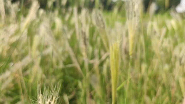 Flowering wild foxtail barley grass (Hordeum or Setaria species) featuring slender, feathery green spikelets and prominent awns, close up footage