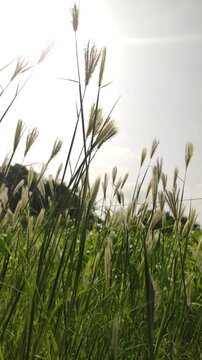 Flowering wild foxtail barley grass (Hordeum or Setaria species) featuring slender, feathery green spikelets and prominent awns, close up footage