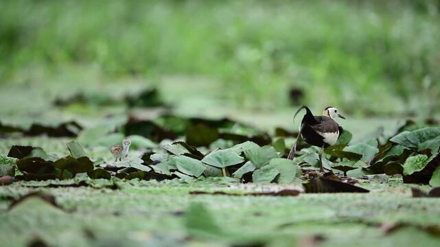 Protective jacana father remains near the small chick while they navigate floating plants and shallow wetland surroundings.