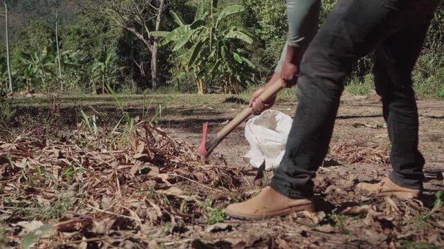 Slow-motion wide shot of a person digging soil with a hoe to harvest turmeric roots in Chapada dos Veadeiros, Brazil.