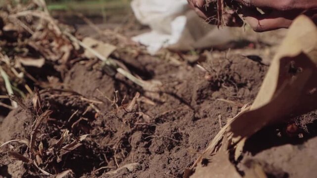 Slow-motion close-up of hands lifting a soil-covered turmeric root from the ground in the Brazilian cerrado.