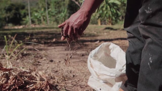 Slow-motion shot of a person holding freshly uprooted turmeric roots above a collection sack in the Brazilian cerrado.