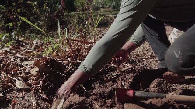 Slow-motion close-up of hands uncovering a turmeric root in cerrado soil with a hoe in the foreground.