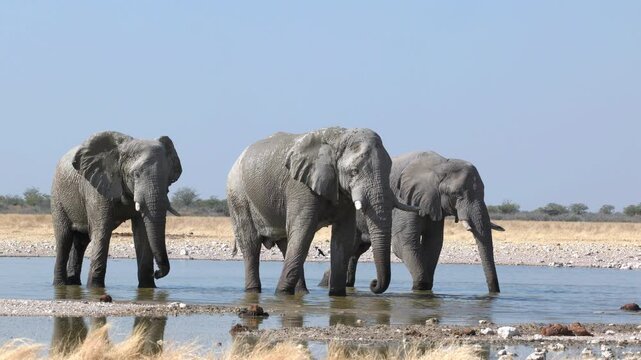 a trio of african elephants standing in gemsbokvlatke waterhole of etosha national park in namibia