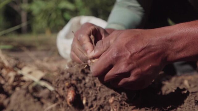 Slow-motion close-up of hands brushing soil from a freshly harvested turmeric root in the Brazilian cerrado.