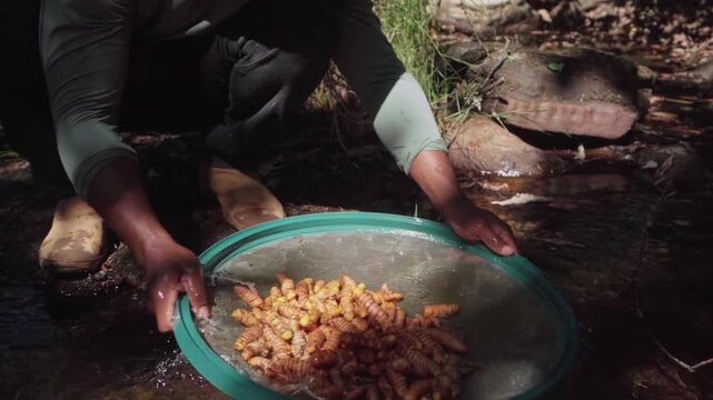 Slow-motion shot of a person lifting a sieve filled with washed turmeric roots from river water in Brazil.