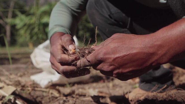Slow-motion close-up of hands manually pulling turmeric roots from the soil in the Brazilian cerrado.