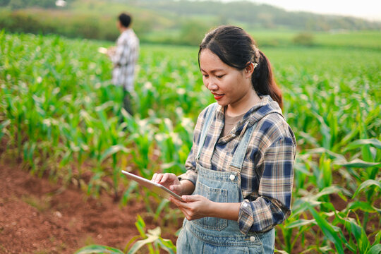 Young farmers using tablets to inspect corn crops in a green field, showcasing smart farming, agricultural technology, digital crop monitoring, sustainable agriculture, and rural innovation.