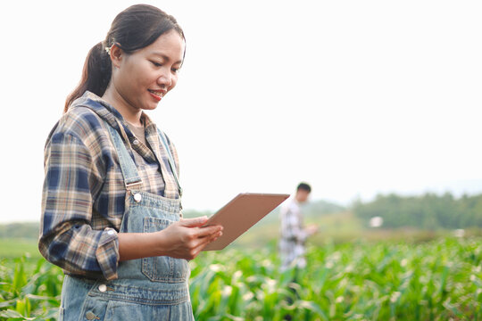 Young farmers using tablets to inspect corn crops in a green field, showcasing smart farming, agricultural technology, digital crop monitoring, sustainable agriculture, and rural innovation.