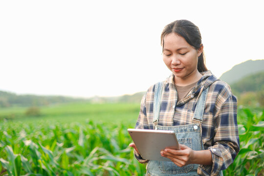 Female farmer using a tablet to monitor crops in a green cornfield, highlighting smart farming, agricultural technology, sustainable agriculture, crop management, and modern rural productivity.