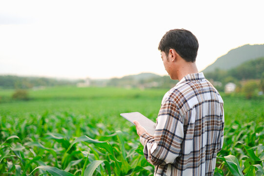Young farmers using tablets to inspect corn crops in a green field, showcasing smart farming, agricultural technology, digital crop monitoring, sustainable agriculture, and rural innovation.