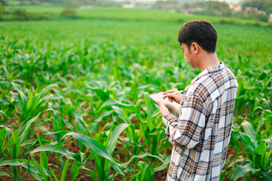 Young farmers using tablets to inspect corn crops in a green field, showcasing smart farming, agricultural technology, digital crop monitoring, sustainable agriculture, and rural innovation.