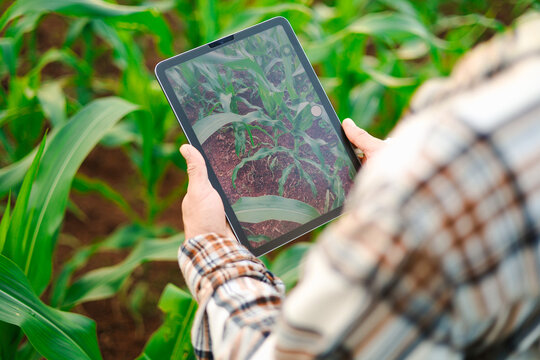Young farmers using tablets to inspect corn crops in a green field, showcasing smart farming, agricultural technology, digital crop monitoring, sustainable agriculture, and rural innovation.