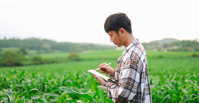 Young farmers using tablets to inspect corn crops in a green field, showcasing smart farming, agricultural technology, digital crop monitoring, sustainable agriculture, and rural innovation.