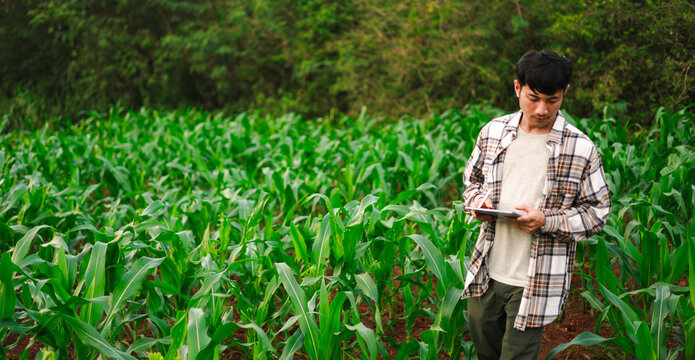 Young farmers using tablets to inspect corn crops in a green field, showcasing smart farming, agricultural technology, digital crop monitoring, sustainable agriculture, and rural innovation.