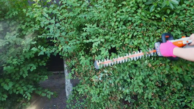 A person in pink gloves uses an electric trimmer to shape and maintain a lush spirea bush in a private yard