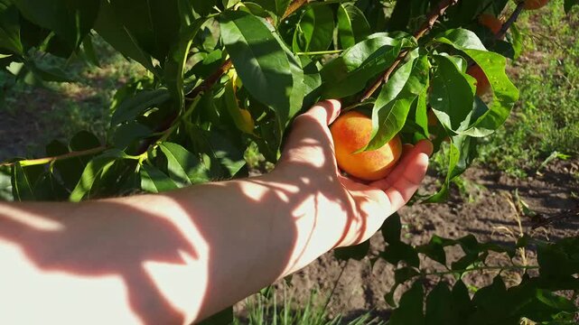 A person's hand gently plucks a ripe, juicy peach from a branch, showcasing the bounty of a summer harvest