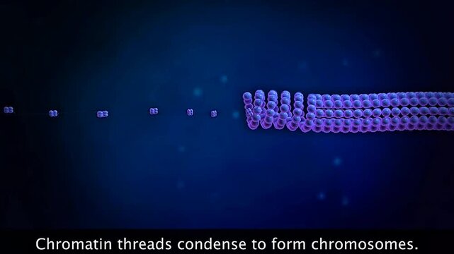 Scientific illustration showing chromatin threads condensing and coiling to form visible chromosomes