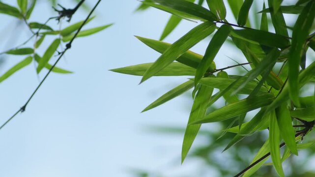 Bamboo Leaves Silhouetted Against Bright Overcast Sky