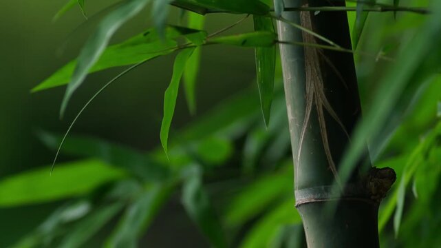 Green Bamboo Stalks and Leaves Against Vivid Yellow-Green Bokeh