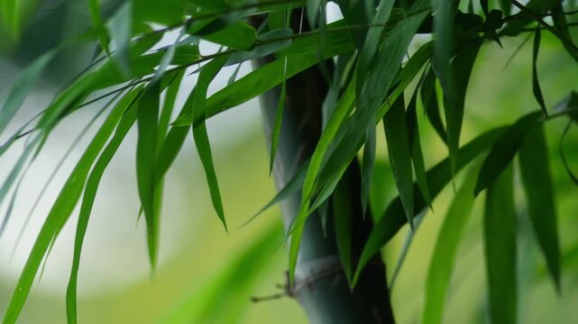 Green Bamboo Stalks and Leaves Against Vivid Yellow-Green Bokeh