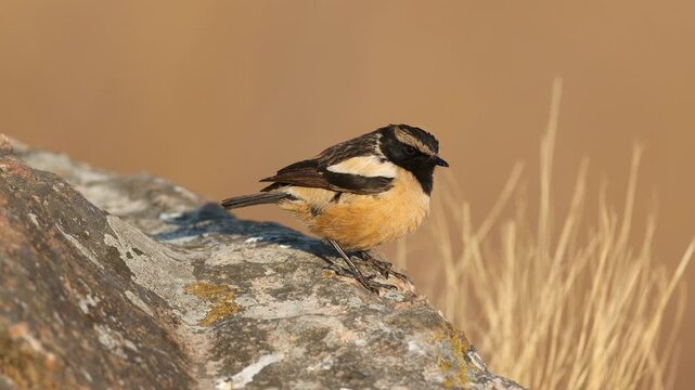 A male buff-streaked chat (Oenanthe bifasciata) perched on a rock, South Africa