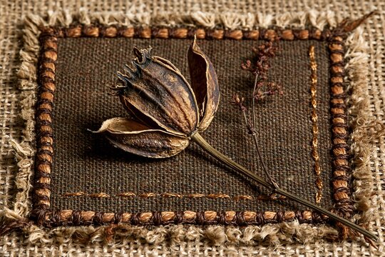 Dry flower and plant stem on textured brown fabric