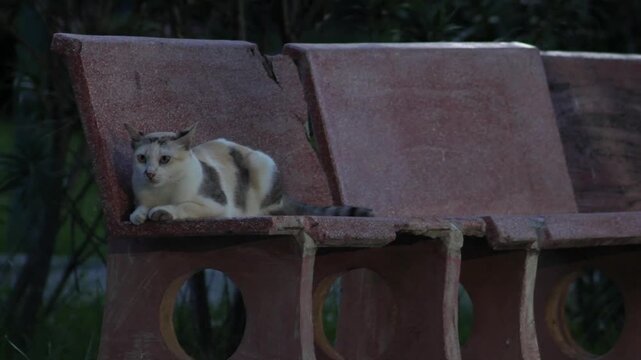 Calico Cat Sitting Alert on Weathered Concrete Bench in Garden