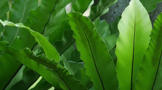 Wavy Bird's Nest Fern Leaves in Lush Green Tropical Garden Light