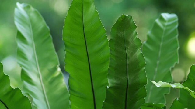 Wavy Bird's Nest Fern Leaves in Lush Green Tropical Garden Light