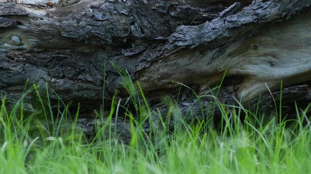 Green Grass Swaying Gently in Breeze Against Dark Weathered Wood Log Texture Background