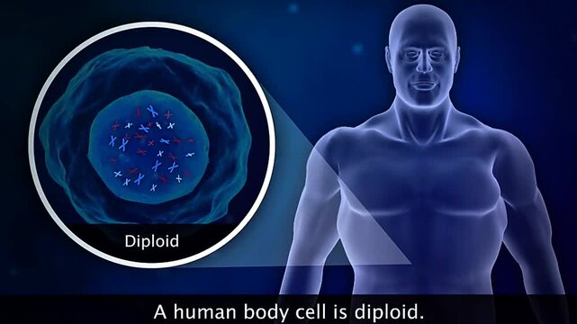 Scientific comparison of human diploid cells with 46 chromosomes and haploid gametes with 23 chromosomes.