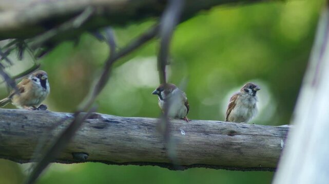 Group of Sparrows Perched Together on Rustic Wooden Trellis in Garden