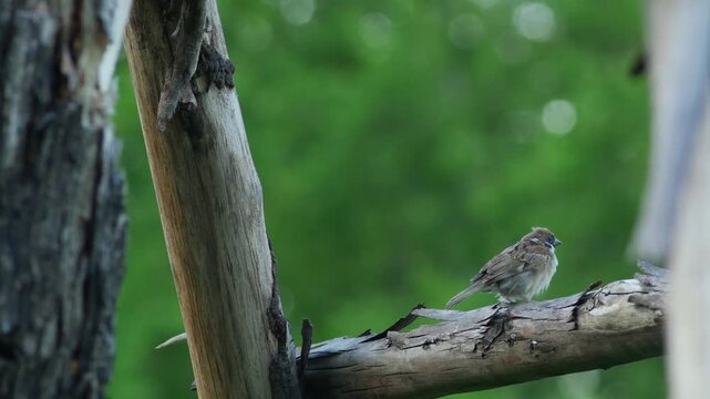 Sparrow bird sit on Rustic Wooden Trellis in Garden 