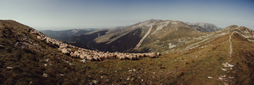 Panoramic view of a flock of sheep grazing in the Parang mountain region of Romania.