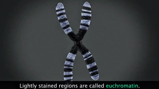 Scientific illustration of euchromatin showing loosely packed DNA, active transcription, and gene expression.