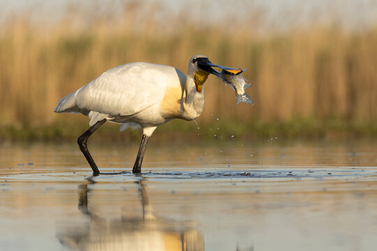 Eurasian Spoonbill, Platalea leucorodia
