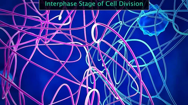 Scientific illustration of interphase showing G1, S, and G2 stages, DNA replication, and cell growth.