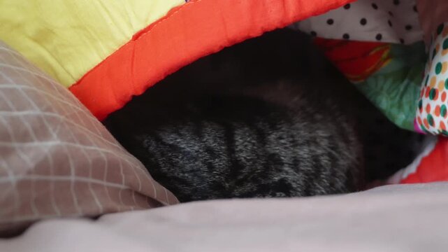 Cute tabby kitten hiding under a colorful blanket close up. This is a small domestic cat sleeping or playing in a secret shelter. Lovely furry pet back visible beneath a cozy soft patchwork quilt. 
