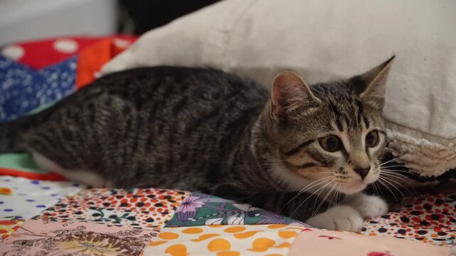 Cute tabby kitten hunting with dilating and constricting pupils close up. This is a small domestic cat crouching on a colorful blanket before pounce. Lovely playful furry pet playing active games. 