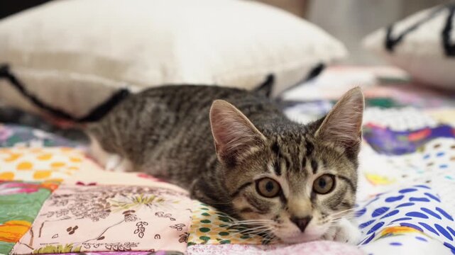 Cute tabby kitten hunting with dilating and constricting pupils close up. This is a small domestic cat crouching on a colorful blanket before pounce. Lovely playful furry pet playing active games. 