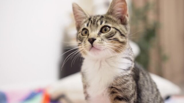 Cute tabby kitten looking around with curiosity close up. This is an adorable small domestic baby kitty with big expressive eyes. Lovely furry pet turning head on a soft cozy blanket. Beautiful animal
