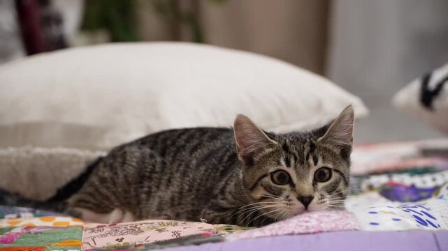 Cute tabby kitten hunting with dilating and constricting pupils close up. This is a small domestic cat crouching on a colorful blanket before pounce. Lovely playful furry pet playing active games. 