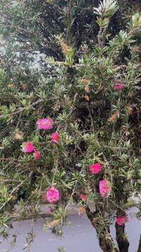 Pink bottlebrush tree flowers swaying in wind